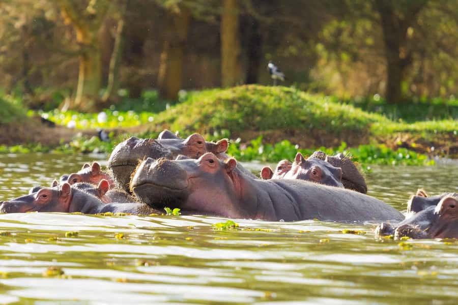 Hell's Gate and Lake Naivasha Guided Day Trip - A One-Day Rift Valley Plan That Makes Sense From Nairobi