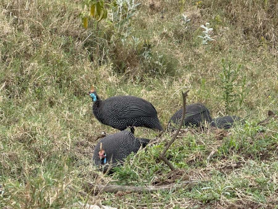 Hell's Gate Bike Ride & Crescent Island Boat Ride Experience - Lake Naivasha boat cruise, and the birds you actually want to see