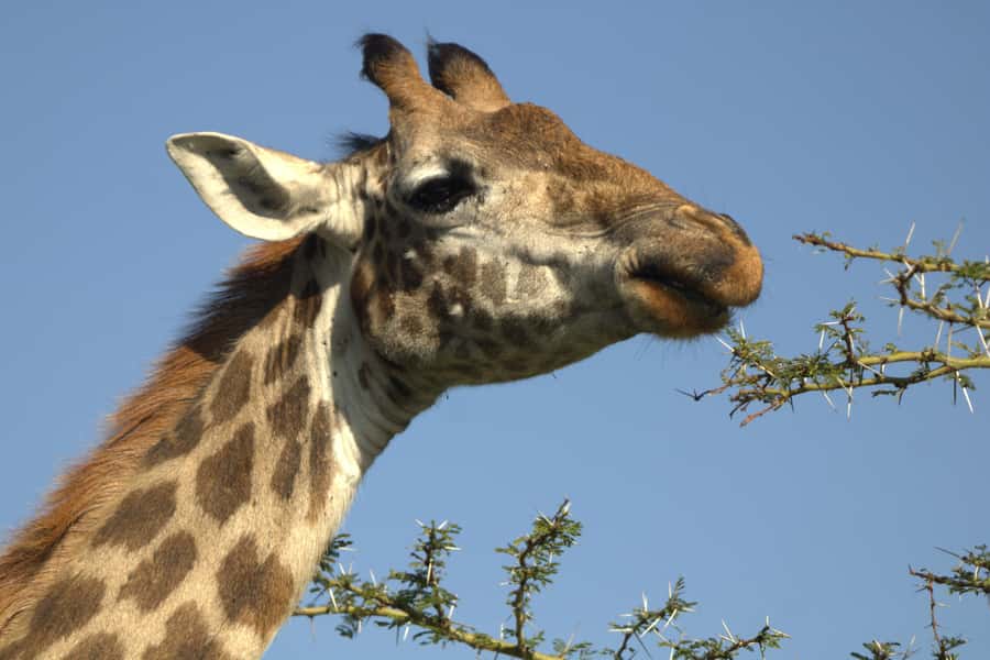 Hell's Gate & Lake Naivasha: Bike Tour, Hike & Boat Ride - The optional push to Fischer’s Tower rock climb