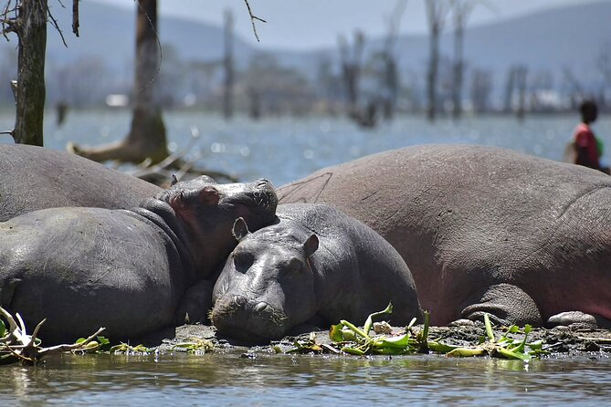 Hell's Gate National Park and Lake Naivasha Private Tour - Birds and the Rift Valley feel: more than just animals
