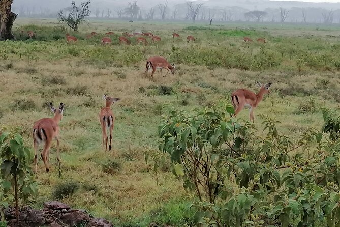 Hell's Gate National Park Private Bike Tour from Nairobi - Lake Naivasha: optional boat time for hippos and fish eagles