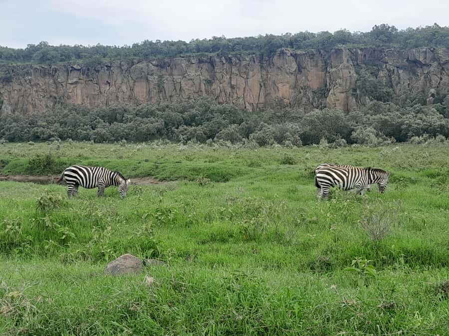 Hells Gate National Park and Lake Naivasha Day Tour - Entering Hell’s Gate: zebras, giraffes, buffaloes, and the gorge walk