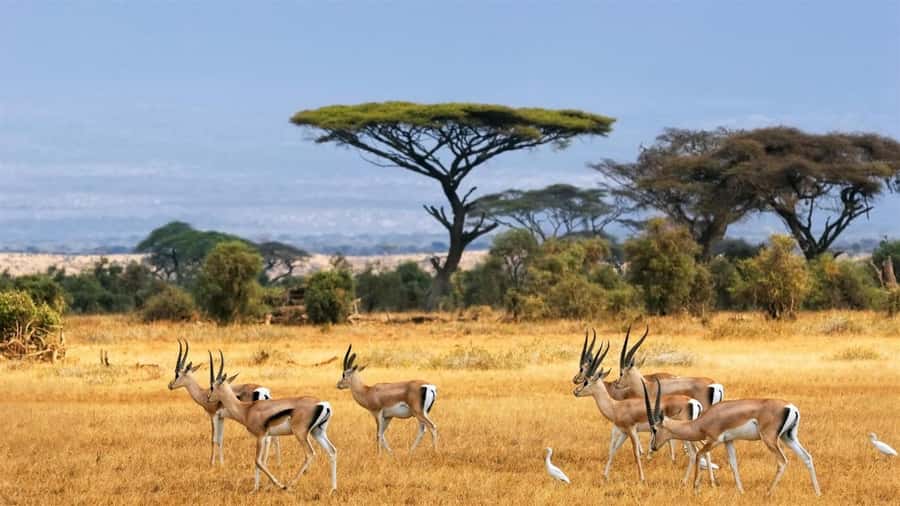 Hells Gate National Park and Lake Naivasha Day Tour - The Nairobi to Naivasha road trip, and why the Great Rift Valley stop helps