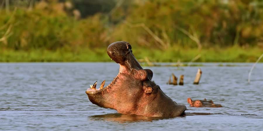 Hellsgate and Lake Naivasha Day Trip from Nairobi - Should you book it?
