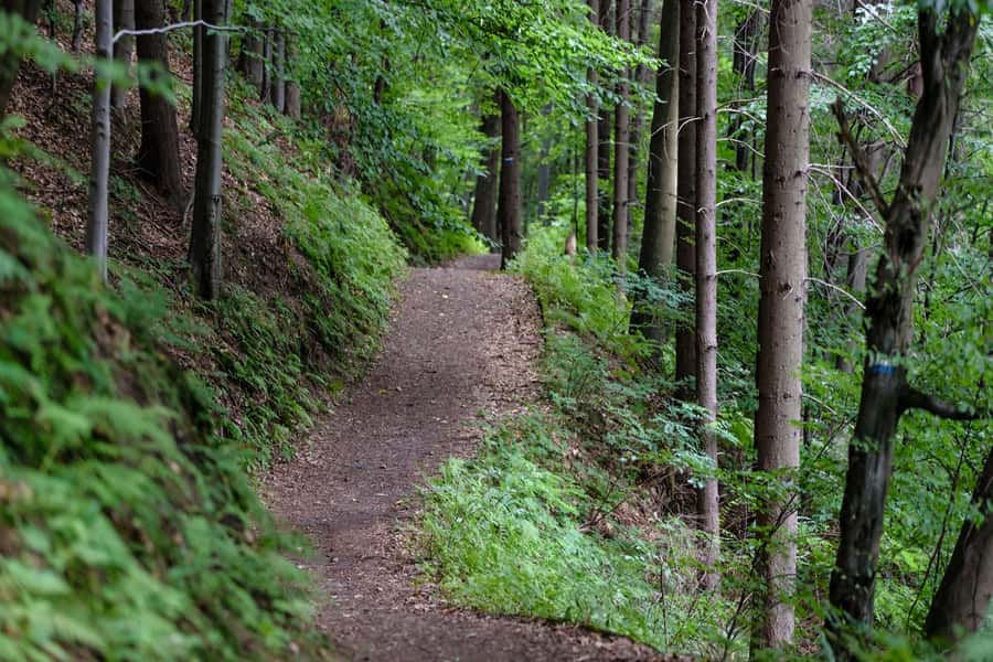 Hike in The Karura Forest - Who This Hike Fits Best (And Who Might Want Another Option)