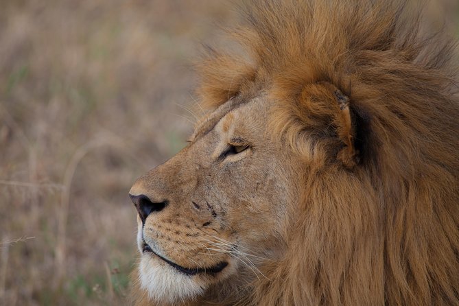 Introducing Kenya Safari Package - Maasai Mara Game Reserve: Big Five odds and wildebeest migration timing