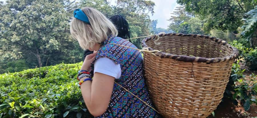 Kaimbethu tea farm tour and lunch package - Walking Tea Plantations and Indigenous Forest for Wildlife and Birds