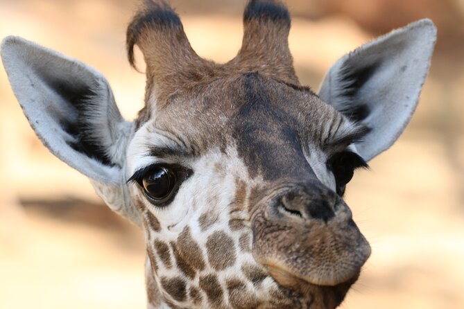 Karen Blixen Museum, Beads craft and Giraffe Day tour - Karen Blixen Museum near the Ngong Hills: Out of Africa without the fantasy filter