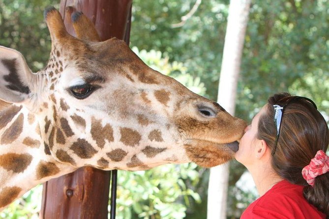 Karen Blixen Museum & Giraffe Centre Half day tour - Price and Value: What $98 Buys You in Real Terms