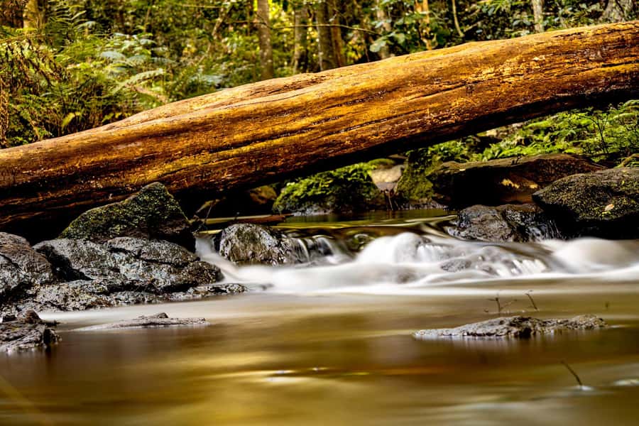 Karura forest A walking tour from Nairobi - Key Things You’ll Notice on This Karura Forest Walk