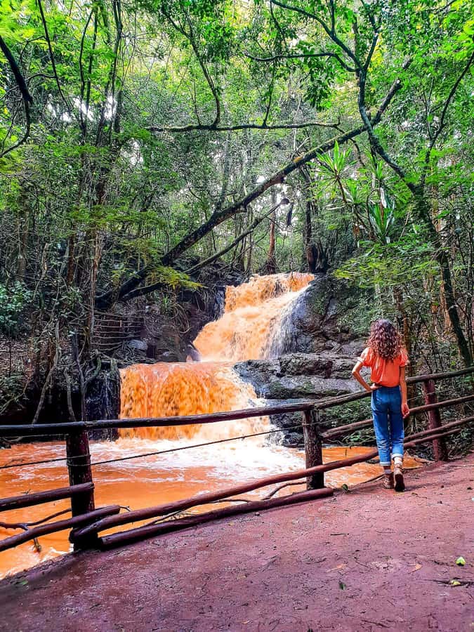 Karura forest A walking tour from Nairobi - Hotel Pickup Through Nairobi Traffic: Convenient, But Timing Matters