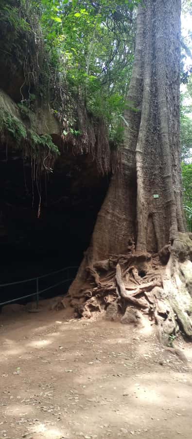 Karura forest: A walking tour into Nairobi's Nature Oasis - Price and value: $50 tour plus $4 entry