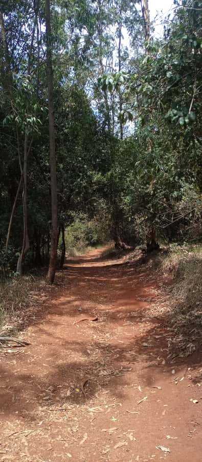 Karura forest: A walking tour into Nairobi's Nature Oasis - What I’d watch out for before you book