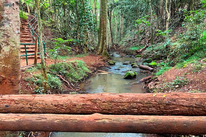 Karura Forest Nature Trail - Fitness plus nature: walking, jogging, and dog-walking options