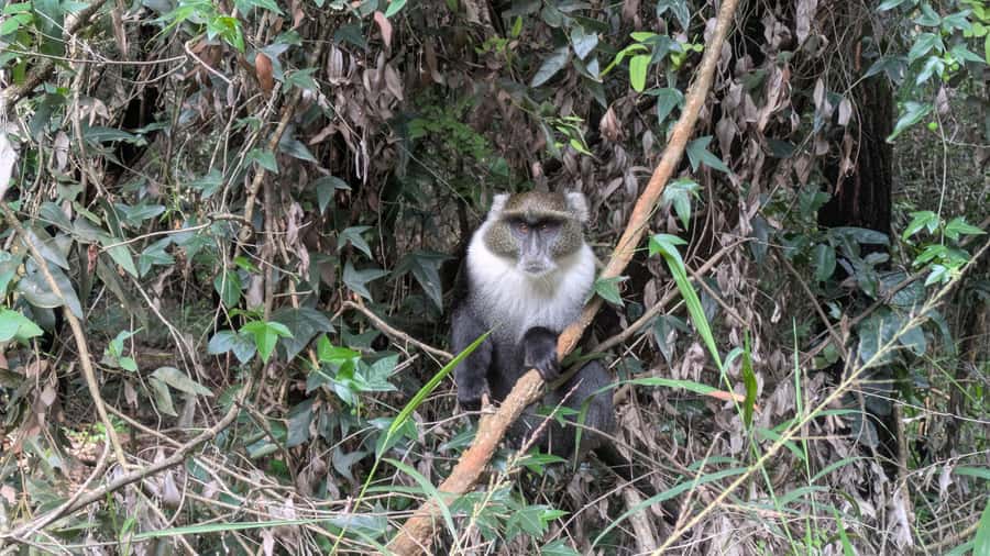 Karura Forest: Walking tour with Nature and Waterfalls. - Lilly Lake and bird viewing, the calmer chapter