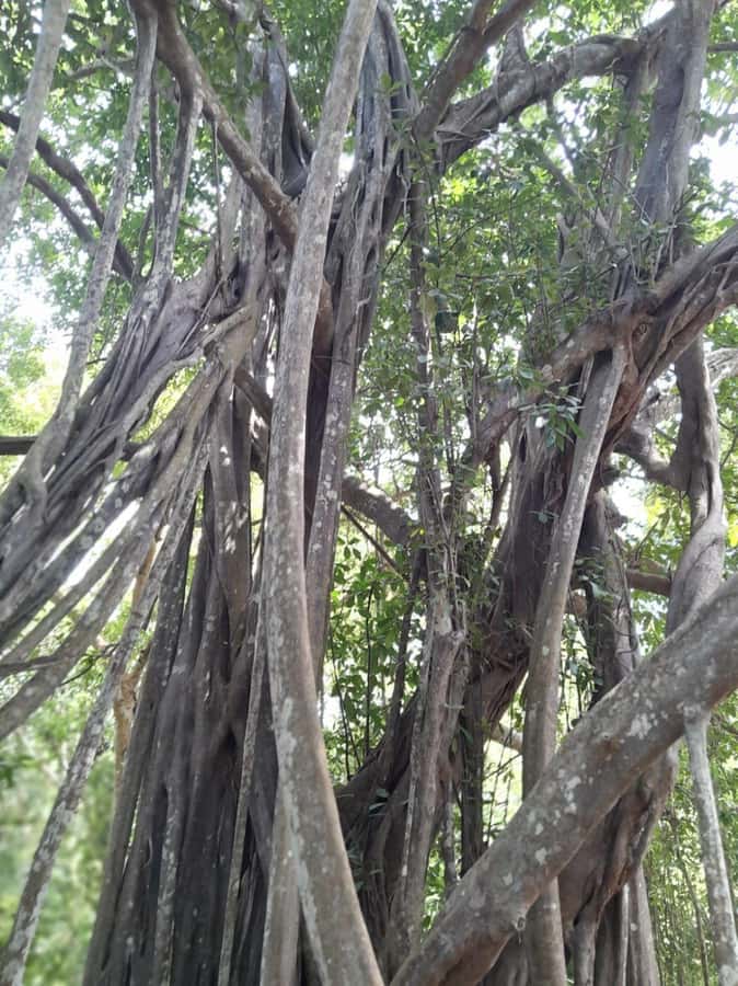 Kaya Kinondo Sacred Forest Guided Tour - Key things I’d bank on before you go