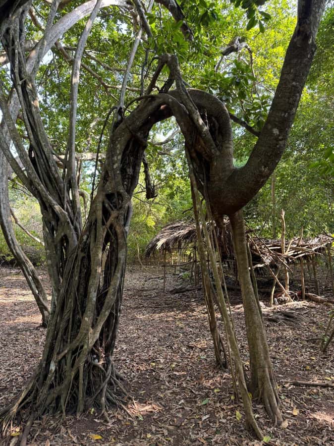 Kaya Kinondo Sacred Forest Guided Tour - Kaya Kinondo Sacred Forest, and why it feels different
