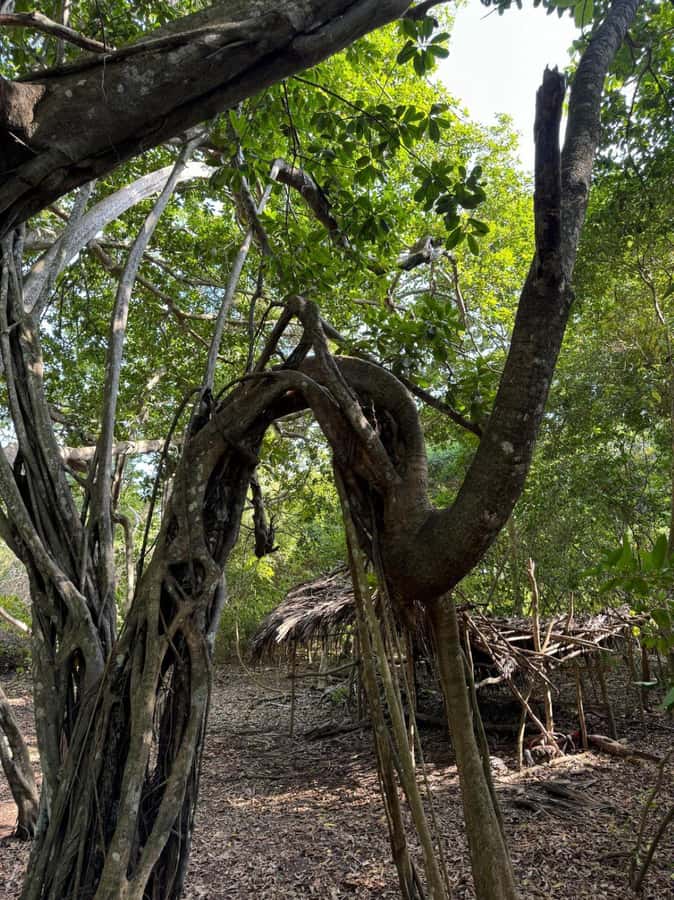 Kaya Kinondo Sacred Forest Guided Tour - Getting to the forest from Diani, without making it complicated