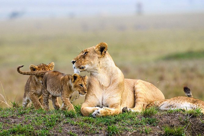 Keekorok Lodge 3 Days, 2 Nights Maasai Mara Offer - Day 1: arriving, settling in, then getting on the Mara schedule