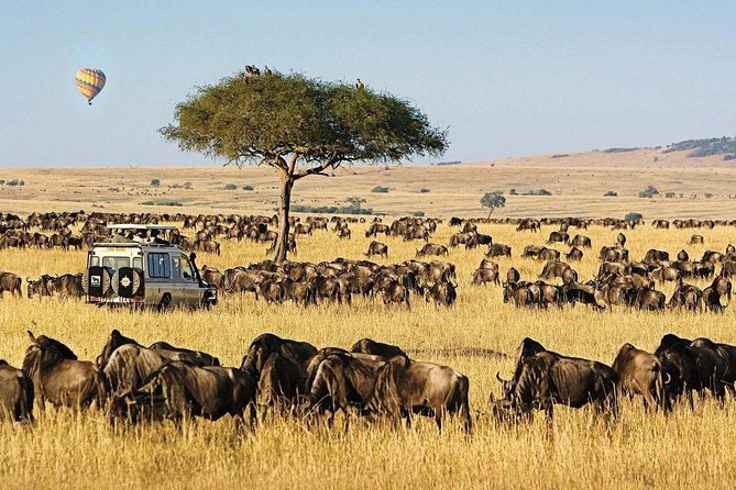 Keekorok Lodge 3 Days, 2 Nights Maasai Mara Offer - Keekorok Lodge comfort: electricity, Wi-Fi, buffet meals, and the hippo pool