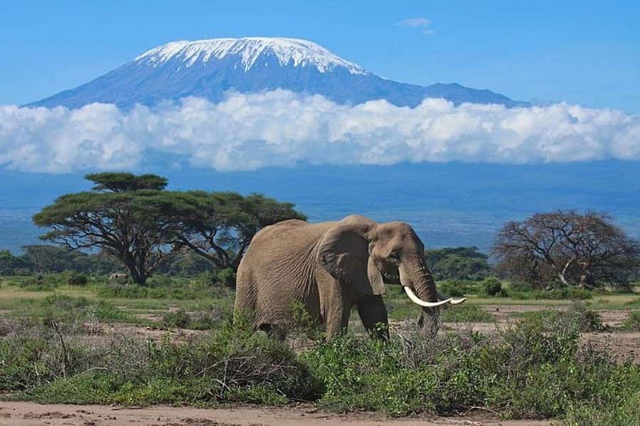 Kenya: 7-Day Big 5 Safari Tour from Nairobi - Key things I’d plan around before you go