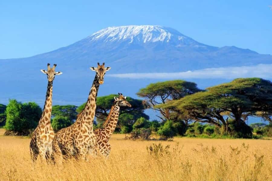 Kenya: 7-Day Big 5 Safari Tour from Nairobi - How the group-to-private split affects your safari days