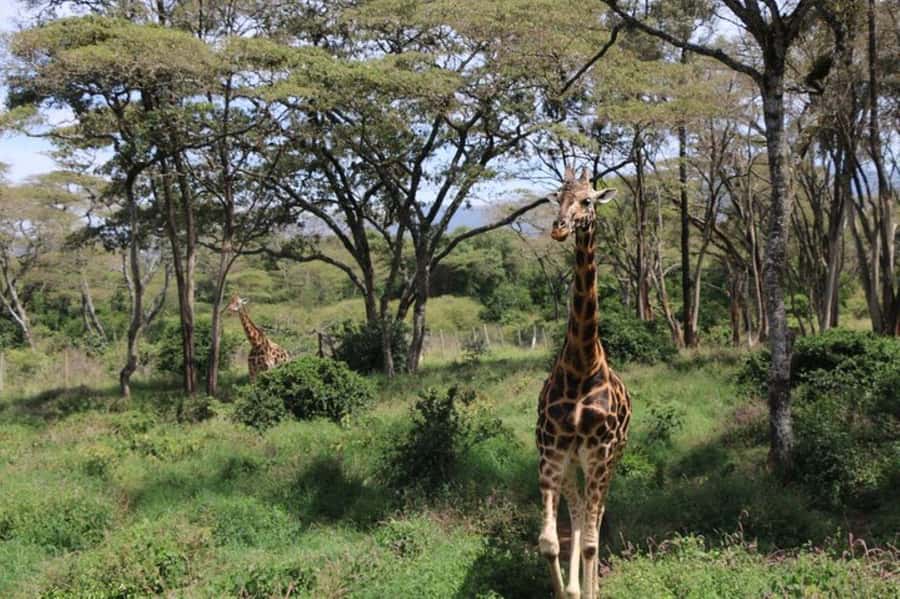 Kenya: 7-Day Big 5 Safari Tour from Nairobi - Day 2 in Maasai Mara: Big Five searching with river-area drama