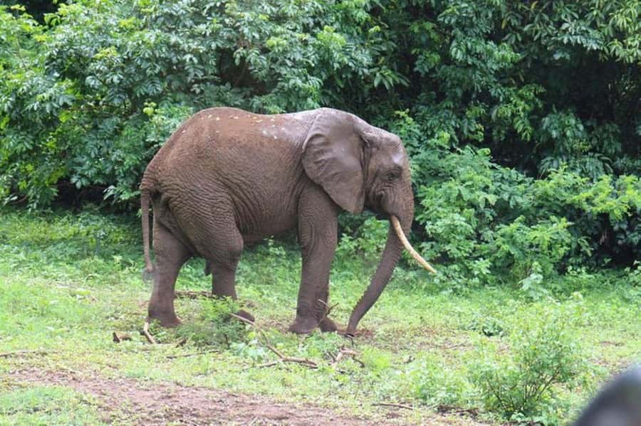 Kenya: 7-Day Big 5 Safari Tour from Nairobi - Day 5 Naivasha to Amboseli: Kilimanjaro as the main event
