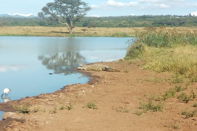 Kenya safari - The safari circuit that fits in one week