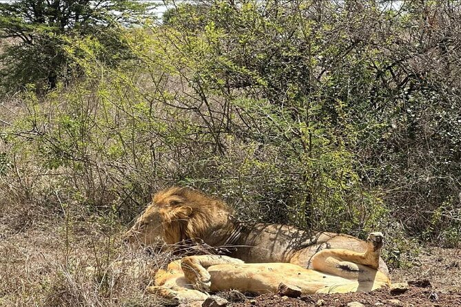 Kenya safari - Maasai Mara reserve: first Big Five chances and sunset time