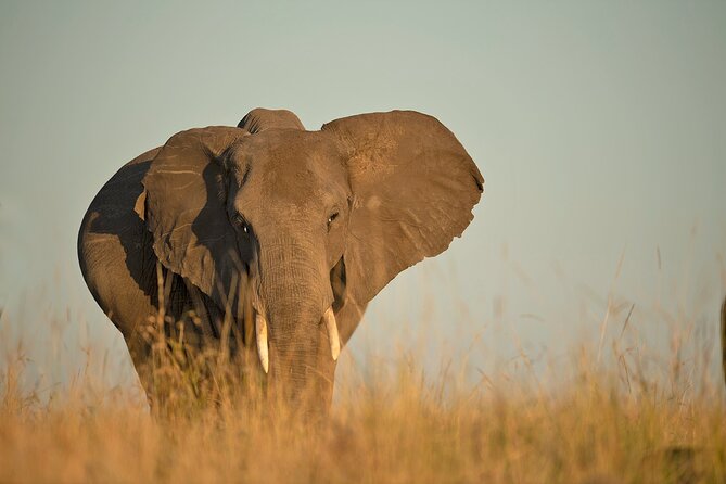 Kenya Safari: Amboseli, Lake Naivasha & Masai Mara - Masai Mara days, big wildlife energy and a village learning stop