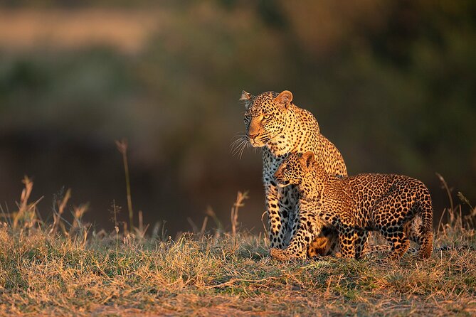 Kenya Safari: Amboseli, Lake Naivasha & Masai Mara - What your days will feel like, long drives and strong payoff