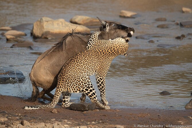 Kenya Safari: Amboseli, Lake Naivasha & Masai Mara - Should you book this Kenya safari?