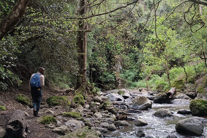 Kilimanjaro Wanderlust Day Hike - The main stop: first Kilimanjaro viewpoints and a rainforest trail with stream energy
