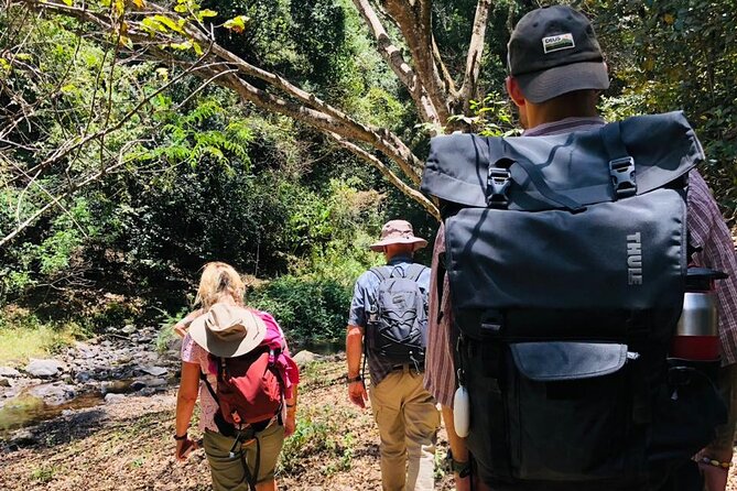 Kilimanjaro Wanderlust Day Hike - Walking in the tropical mountain rainforest zone (the part you’ll actually feel in your lungs)