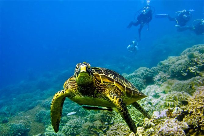 Kisite Marine Park Private Boat Snorkeling with breakfast & Lunch - From Malindi to Shimoni, then straight onto a dhow