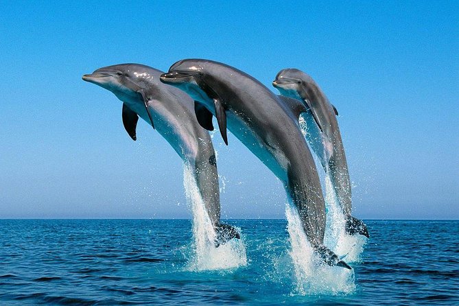 Kisite Marine Park Private Boat Snorkeling with breakfast & Lunch - Price and value for $161.44 per person