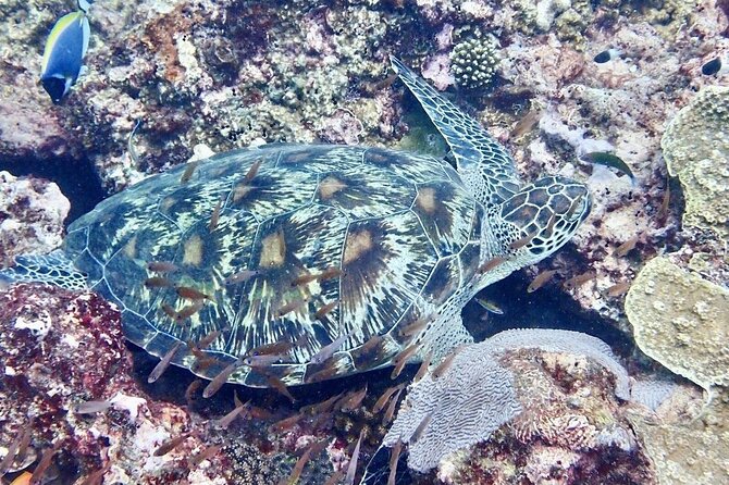 Kisite Mpunguti Day Trip. A day of Oceanic Wonders - Wasini Island lunch: food included, then time to reset