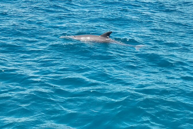 Kisite Mpunguti Day Trip. A day of Oceanic Wonders - What to pack so snorkeling feels easier