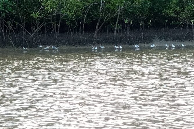 Kongo River Sunset Experience in Canoe - Birdwatching on the water: what to look for