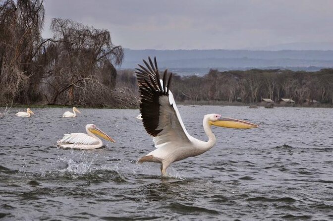 Lake Naivasha And Lake Nakuru Overnight Tour - Key highlights to know before you go