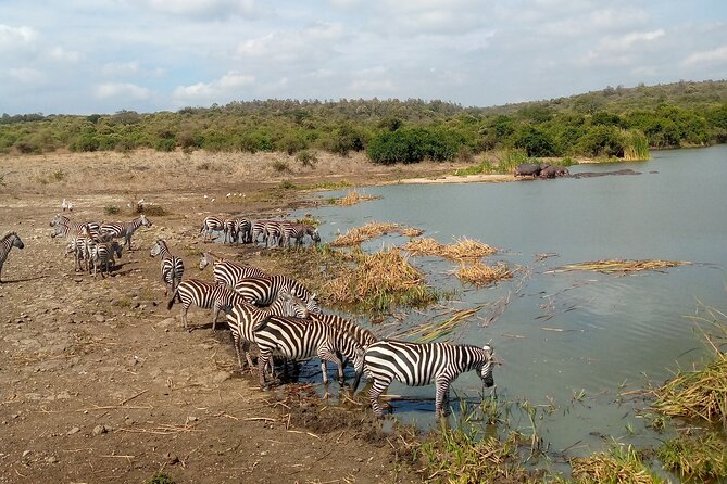Lake Naivasha And Lake Nakuru Overnight Tour - Lake Nakuru National Park: flamingos, rhinos, lions, and Rothschild giraffes