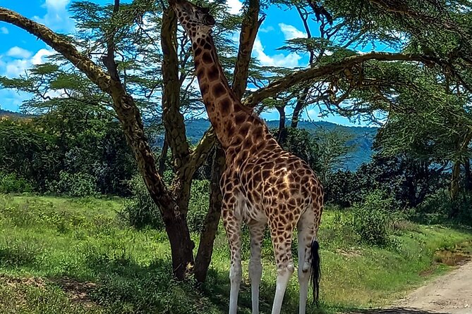 Lake Naivasha And Lake Nakuru Overnight Tour - Should you book the Lake Naivasha and Lake Nakuru Overnight Tour?