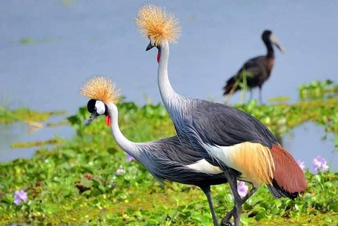 Lake Naivasha & Crescent island day trip. - Hell’s Gate National Park: a guided walk, cycle, and drive among herbivores