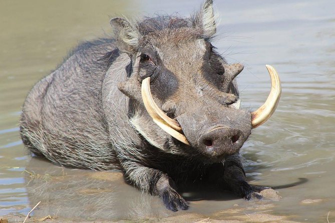 Lake Naivasha & Crescent island day trip. - Price and value: what you pay $165 for, and what to budget extra