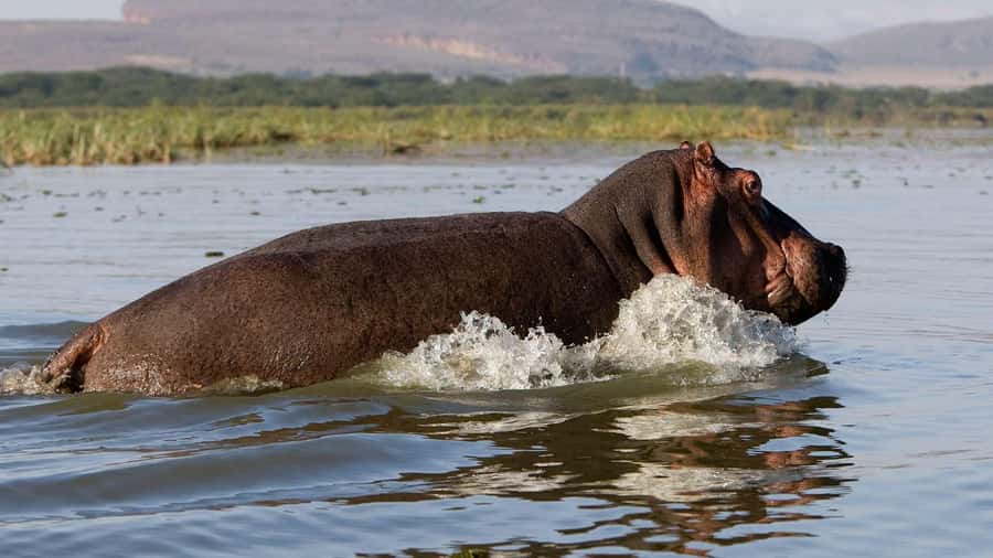 Lake Naivasha: Crescent Island Game Sanctuary - Nairobi to the Mahi Maiu escarpment: the warm-up that pays off