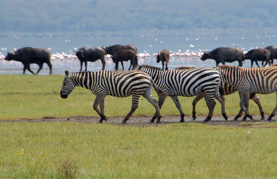 Lake Naivasha: Crescent Island Game Sanctuary - Crescent Island on foot: why the walking safari feels different