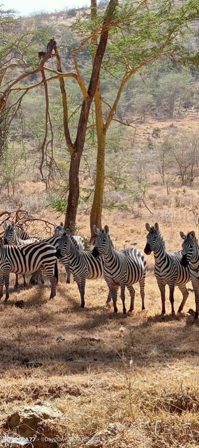 Lake Naivasha: Crescent Island Game Sanctuary