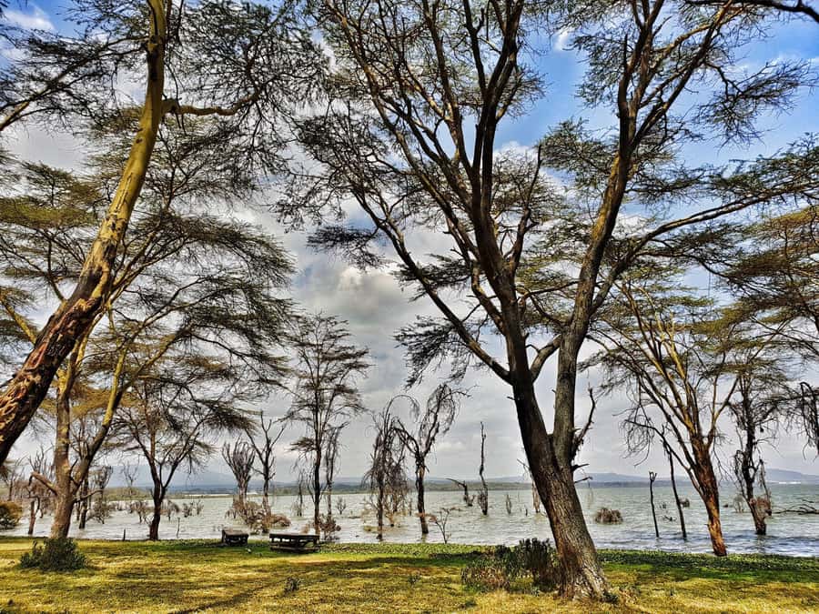 Lake Naivasha: Crescent Island Game Sanctuary - Birdwatching on this route: fish eagles and pelicans in context