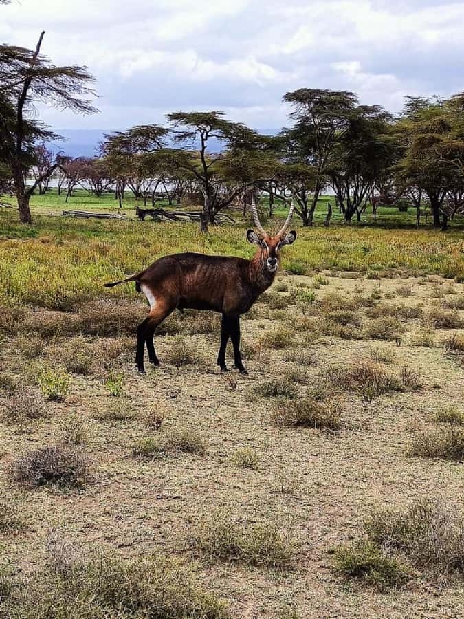 Lake Naivasha: Crescent Island Game Sanctuary - The bottom line: should you book Lake Naivasha and Crescent Island?